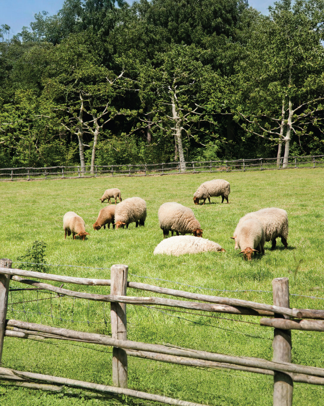 Celebrate Eid al-Adha with Ease: Book Your Udhiyah with Muscat Livestock