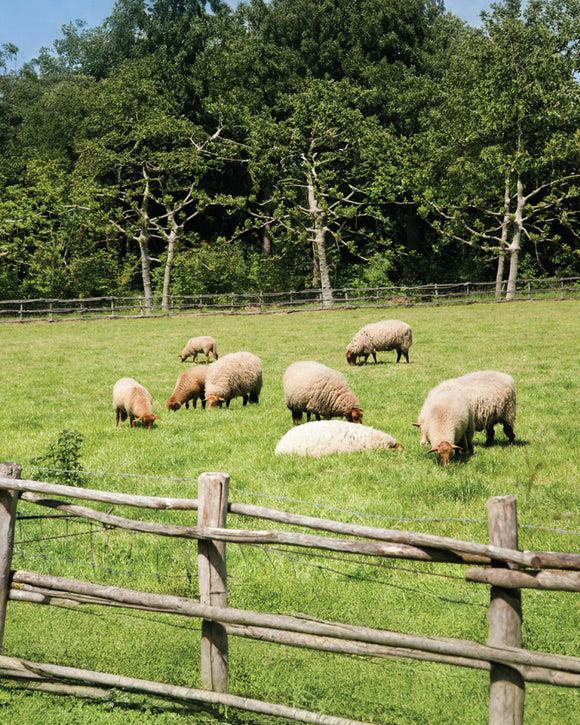 Celebrate Eid al-Adha with Ease: Book Your Udhiyah with Muscat Livestock