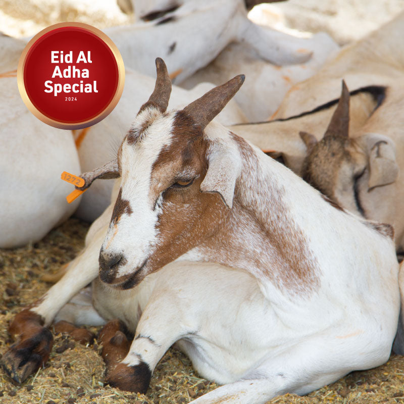 10-12KG Whole Somali Goat for Eid Udhiyah Qurbani