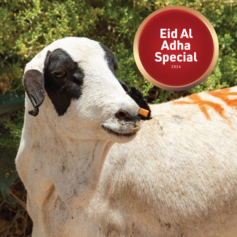 10-12KG Whole Lamb for Eid Udhiyah Qurbani