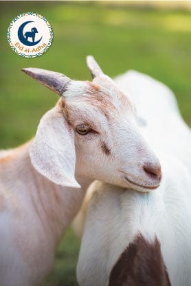 Muscat Livestock Eid Qurbani 10-12KG Whole Somali Goat for Eid Udhiyah Qurbani