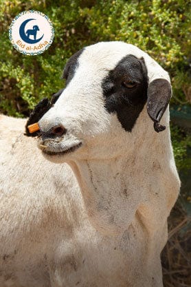 Muscat Livestock Eid Qurbani 10-12KG Whole Somali Sheep for Eid Udhiyah Qurbani.