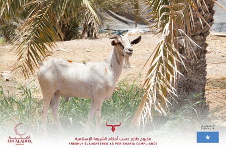 Muscat Livestock Eid Qurbani 10-12KG of Local whole Somali goat for Eid Qurbani
