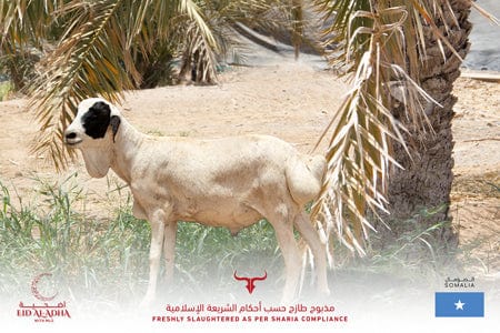 Muscat Livestock Eid Qurbani 10-12KG of Local whole Somali sheep for Eid Qurbani