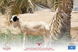 Muscat Livestock Eid Qurbani 10-12KG of Local whole Somali sheep for Eid Qurbani